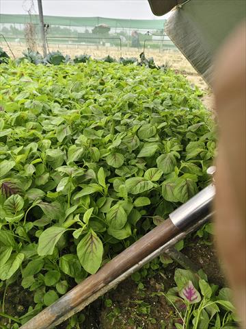 莧菜(刺莧菜) - 紅莧菜 產品圖片（圖片編號 925497）