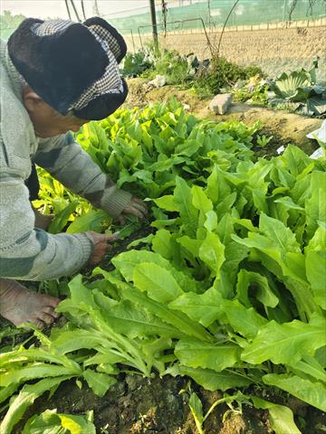 萵苣 產品圖片（圖片編號 927760）