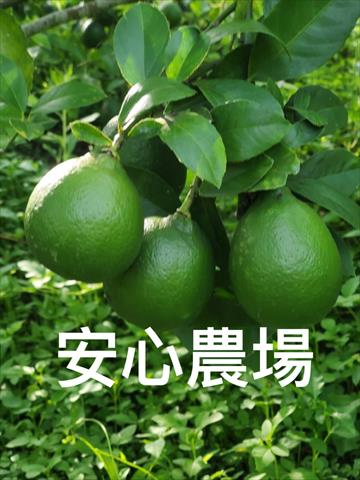 檸檬 產品圖片（圖片編號 927964）