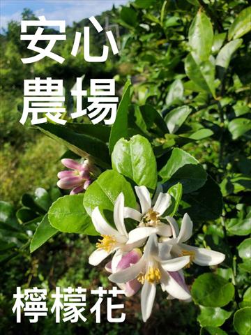 檸檬 產品圖片（圖片編號 927965）