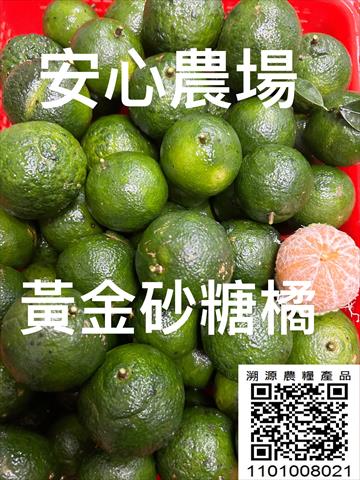 砂糖橘 產品圖片（圖片編號 927969）