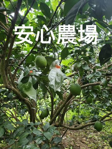 其它柑橘 產品圖片（圖片編號 927991）