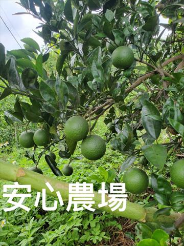 柳橙 產品圖片（圖片編號 929764）
