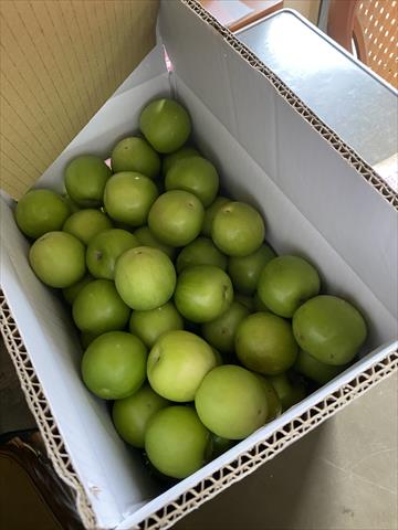 棗 - 久愛蜜棗 產品圖片（圖片編號 929849）