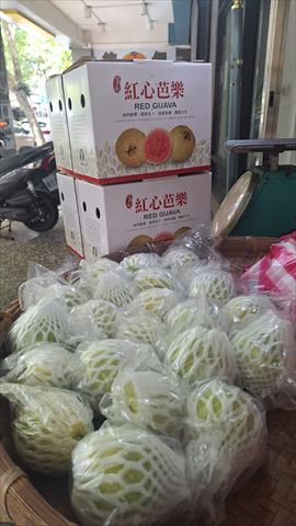 番石榴(芭樂) 產品圖片（圖片編號 930503）