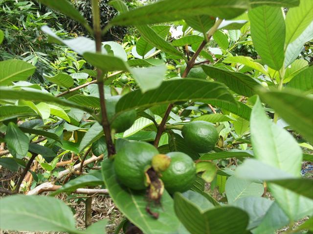 番石榴(芭樂) 產品圖片（圖片編號 930504）
