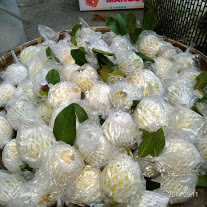 番石榴(芭樂) 產品圖片（圖片編號 930506）