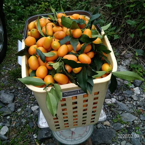 金柑 產品圖片（圖片編號 930509）