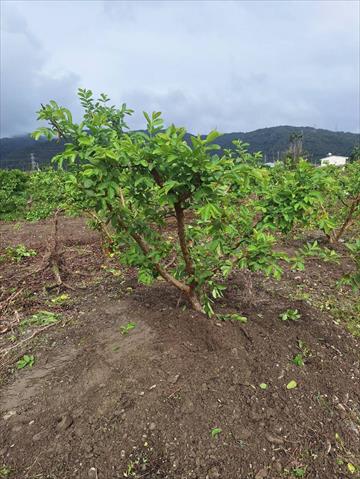 番石榴(芭樂) 產品圖片（圖片編號 930512）