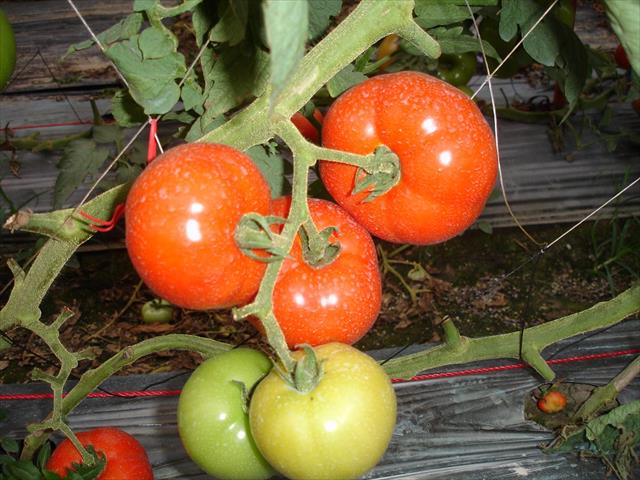 番茄(含小番茄) - 這是全紅蕃茄，和生公司的品種， 產品圖片（圖片編號 933140）