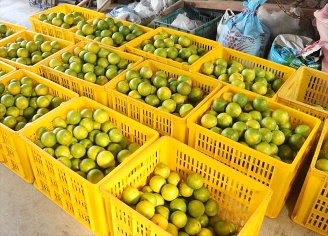 柳橙 - 選果完成的柳丁 產品圖片（圖片編號 942197）
