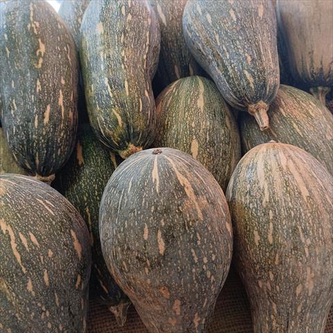 南瓜(金瓜) 產品圖片（圖片編號 943315）