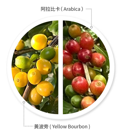 咖啡製品-咖啡 產品圖片（圖片編號 955278）