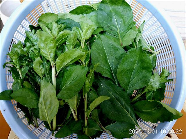 葉用枸杞 產品圖片（圖片編號 957557）