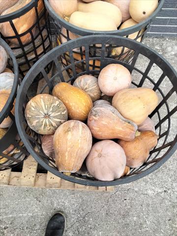 南瓜(金瓜) 產品圖片（圖片編號 957711）