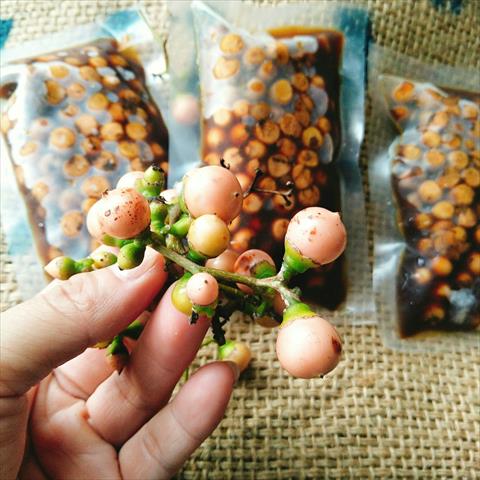 破布子 產品圖片（圖片編號 965557）