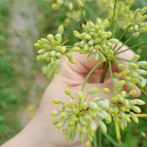 茴香 產品圖片（圖片編號 965562）