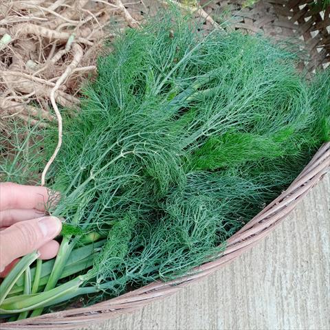 茴香 產品圖片（圖片編號 965563）