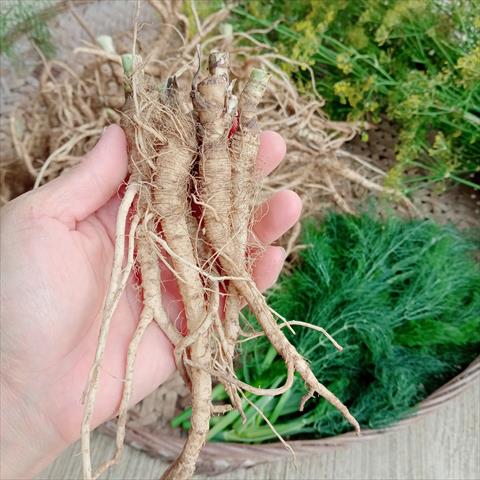 茴香 產品圖片（圖片編號 965564）