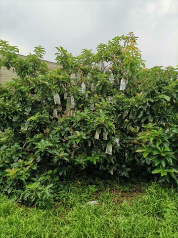 酪梨 產品圖片（圖片編號 968401）