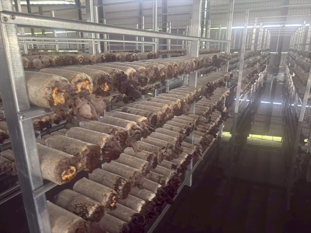 黑木耳(毛木耳) 產品圖片（圖片編號 970070）