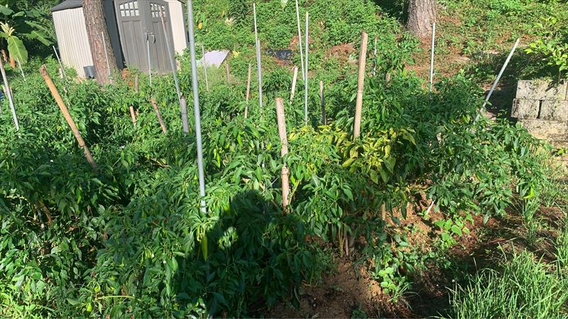 辣椒 - 羊角椒 產品圖片（圖片編號 974454）