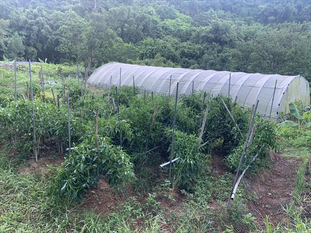 辣椒 - 羊角椒 產品圖片（圖片編號 974456）