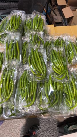 辣椒 - 糯米椒 產品圖片（圖片編號 975124）