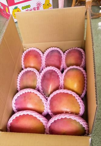 芒果 - 愛文芒果禮盒 產品圖片（圖片編號 979391）