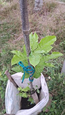 百香果 產品圖片（圖片編號 983808）