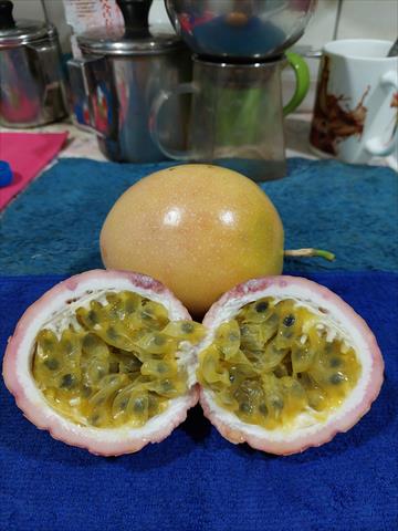 百香果 產品圖片（圖片編號 983810）