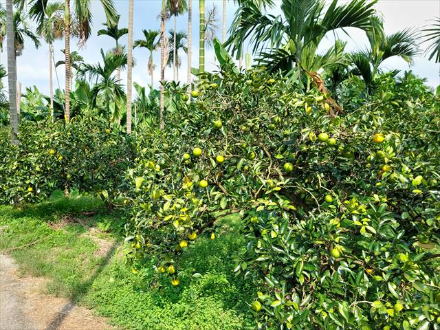 柳橙 產品圖片（圖片編號 983812）
