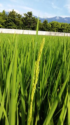 稉稻(糙米) 產品圖片（圖片編號 984972）