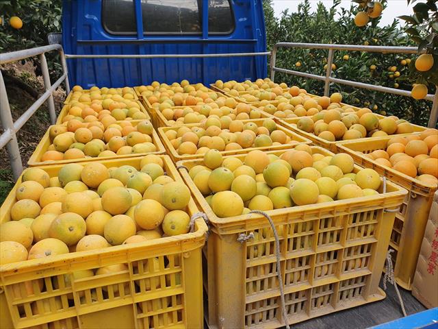 柳橙 產品圖片（圖片編號 986973）