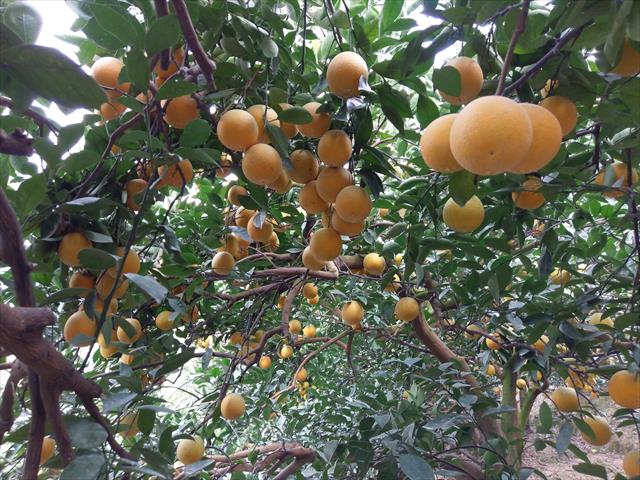 柳橙 產品圖片（圖片編號 986974）