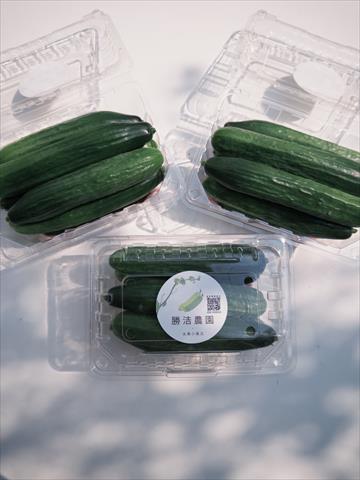 小黃瓜(花胡瓜) 產品圖片（圖片編號 991760）