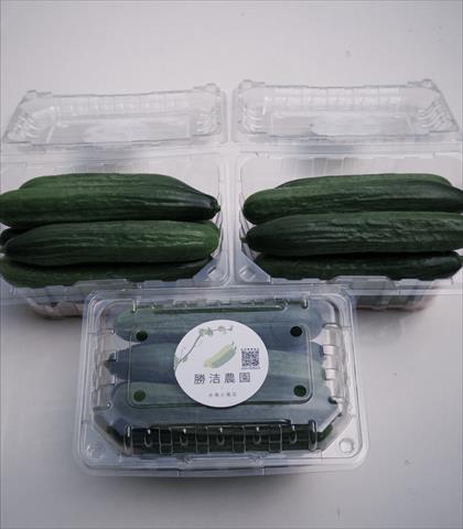 小黃瓜(花胡瓜) 產品圖片（圖片編號 991761）
