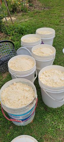 番石榴(芭樂) 產品圖片（圖片編號 996654）