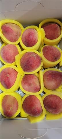 甜桃 產品圖片（圖片編號 996657）