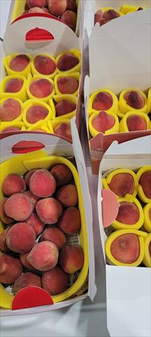 甜桃 產品圖片（圖片編號 996659）