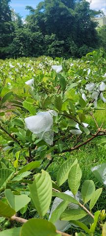 番石榴(芭樂) 產品圖片（圖片編號 996660）