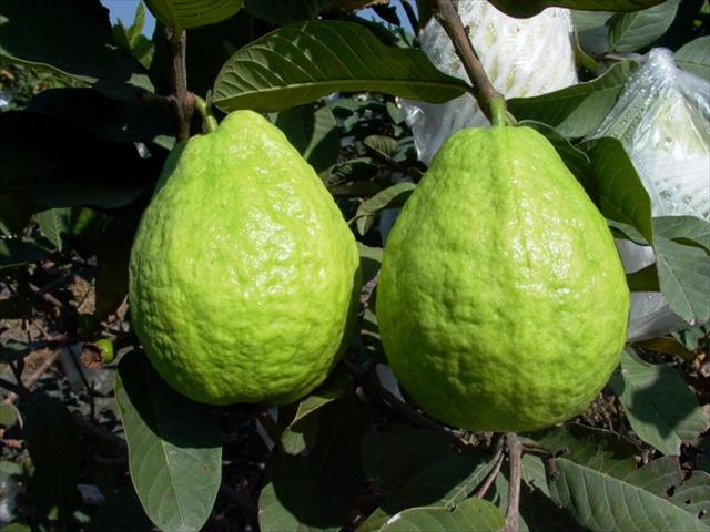 生產者圖片