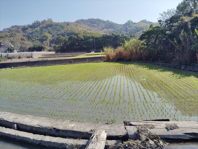 生產者圖片