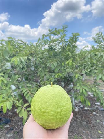 生產者圖片