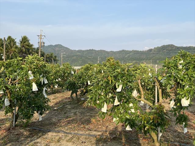 生產者圖片