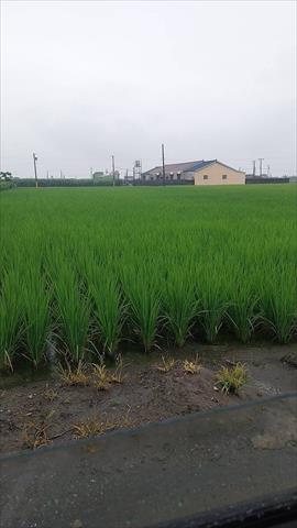 生產者圖片