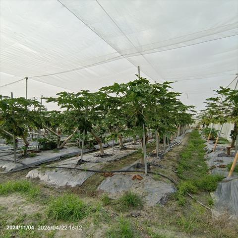 生產者圖片