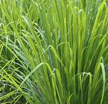生產者圖片