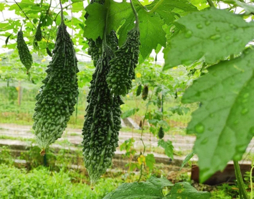 生產者圖片