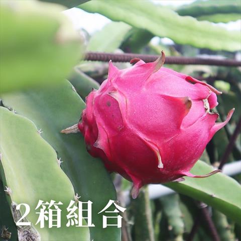 生產者圖片